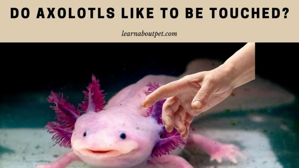 do-axolotls-like-to-be-touched-7-cool-tips-to-handle-sensitive-pets