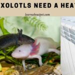 Do Axolotls Need A Heater? 7 Interesting Tips For Healthy Axolotls Do axolotls need a heater