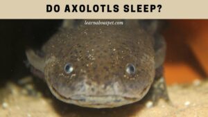 Do axolotls sleep