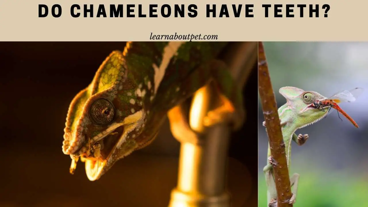Do chameleons have teeth