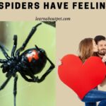 Do Spiders Have Feelings? (9 Interesting Facts)