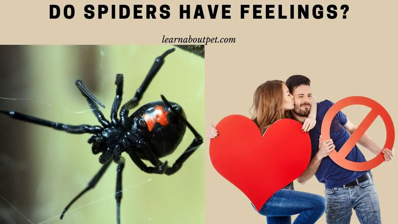 Do spiders have feelings