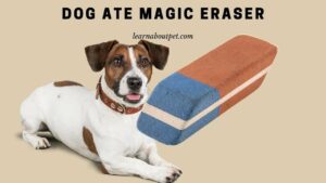Dog ate magic eraser