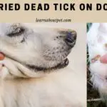 Dried Dead Tick On Dog : 5 Simple Steps To Remove Dead Ticks
