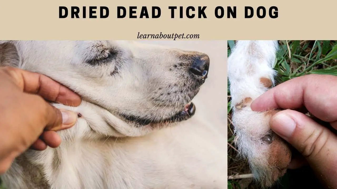 Dried Dead Tick On Dog : 5 Simple Steps To Remove Dead Ticks