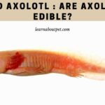 Fried Axolotl