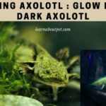 Glowing Axolotl : 7 Cool Facts About Glow In The Dark Axolotl
