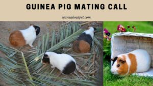 Guinea pig mating call