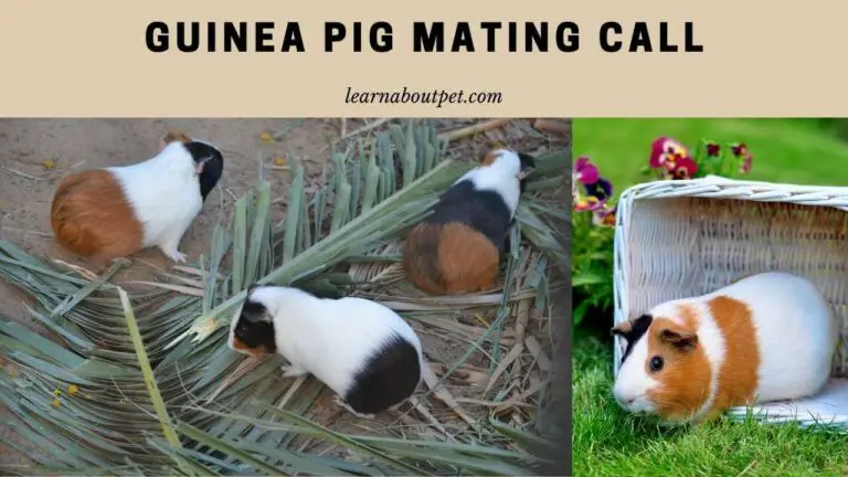 Guinea Pig Mating Call : How Does It Sound? 7 Cool Facts