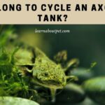 How Long To Cycle An Axolotl Tank? 6 Clear Steps For Axie Tank Cycling