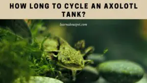 How long to cycle an axolotl tank