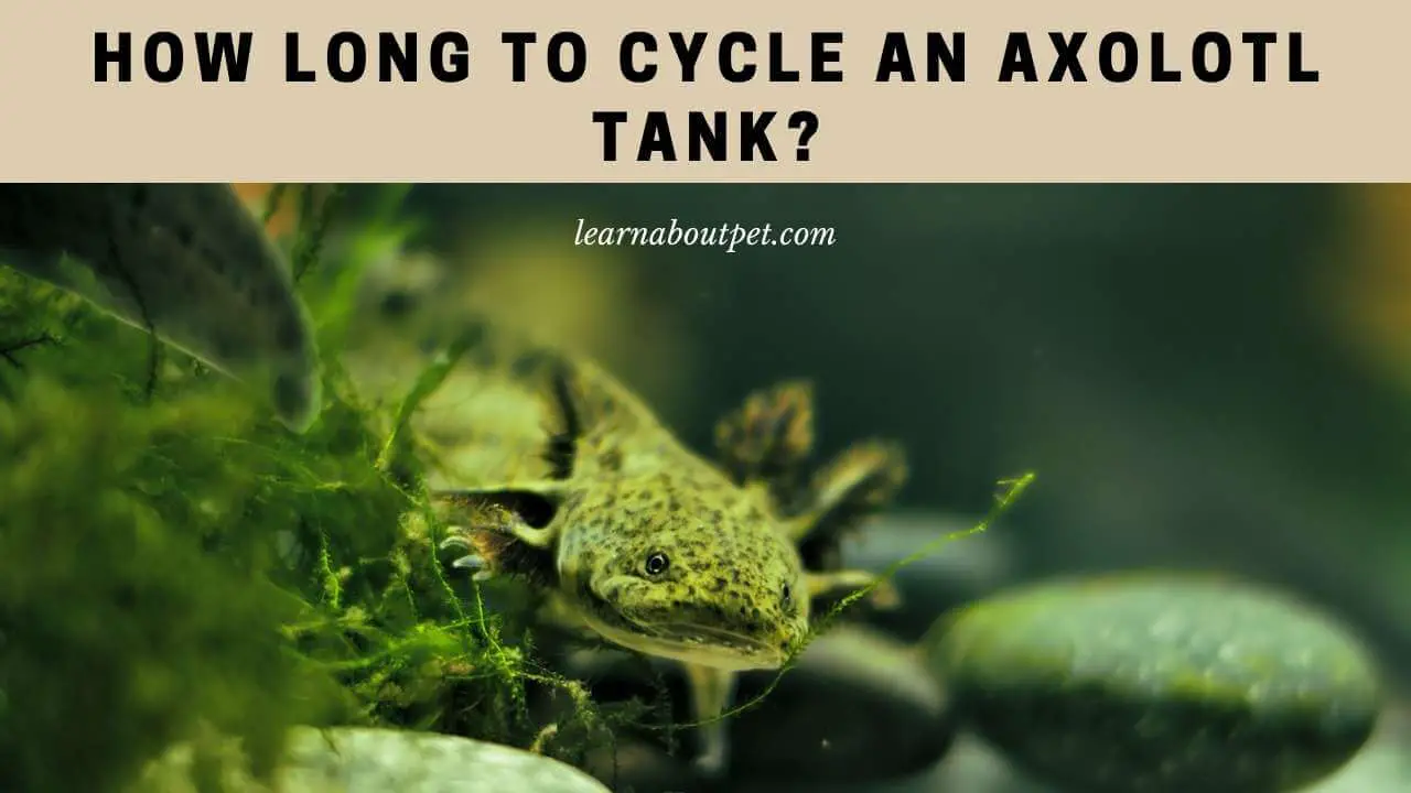 How long to cycle an axolotl tank