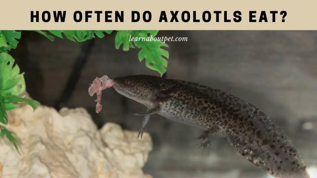 How Often Do Axolotls Eat? 5 Efficient Axolotl Feeding Schedule By Life