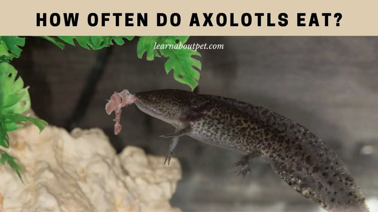 How often do axolotls eat