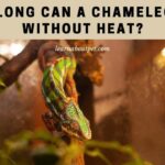 How Long Can A Chameleon Go Without Heat? 9 Interesting Facts How long can a chameleon go without heat