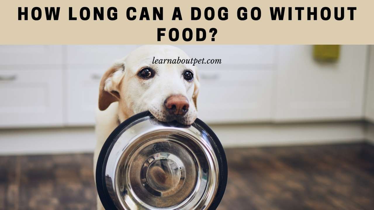 How Long Can A Dog Go Without Eating? 11 Important Food Facts For Dogs