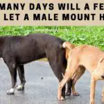 How Many Days Will a Female Dog Let a Male Mount Her? 5 Clear Signs To Obeserve