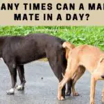 How Many Times Can A Male Dog Mate In A Day? 7 Interesting Facts