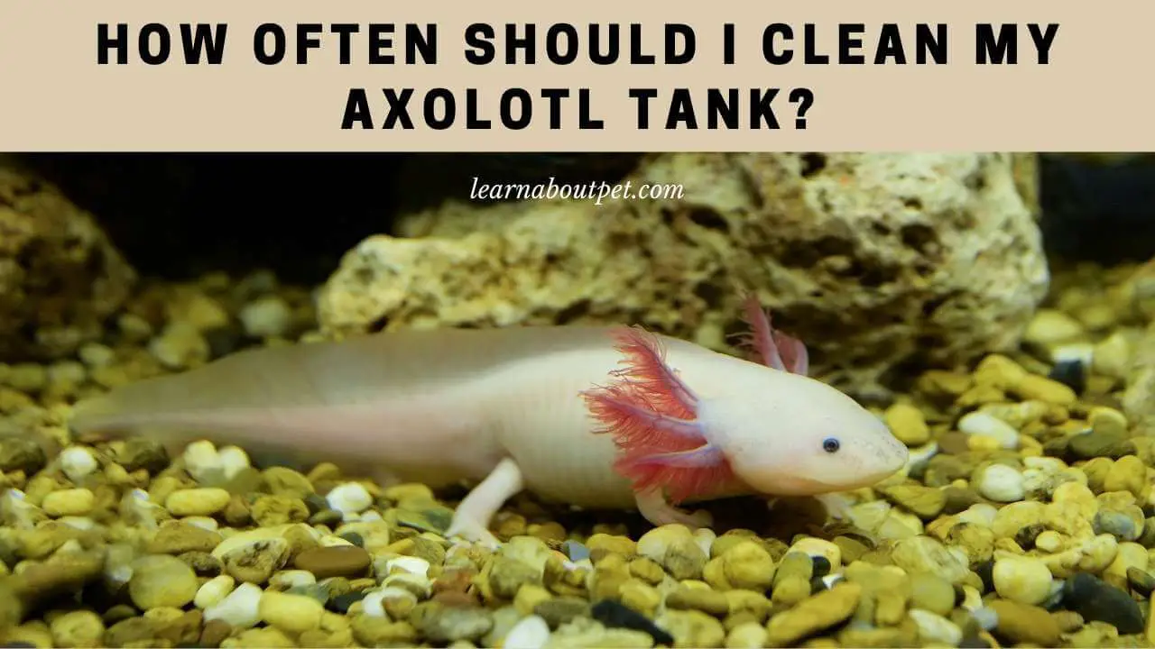 how to clean an axolotl tank