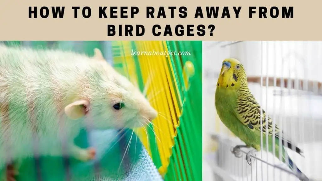How To Keep Rats Away From Bird Cages? 12 Cool Ways To Rat Proof Your