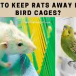 How To Keep Rats Away From Bird Cages? 12 Cool Ways To Rat Proof Your Bird Cage