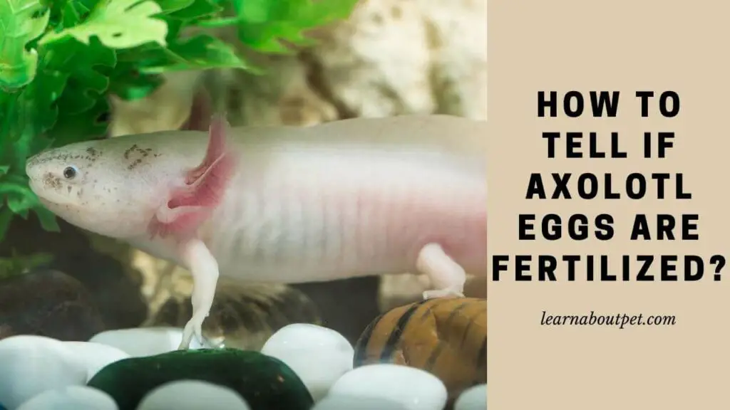 How To Tell If Axolotl Eggs Are Fertilized? 2 Easy Identification Methods