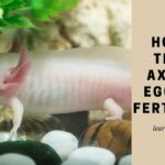 How to tell if axolotl eggs are fertilized