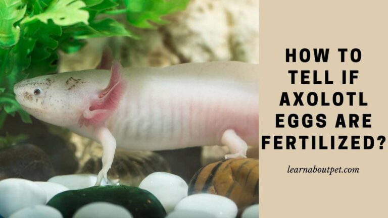 How To Tell If Axolotl Eggs Are Fertilized? 2 Easy Identification Methods