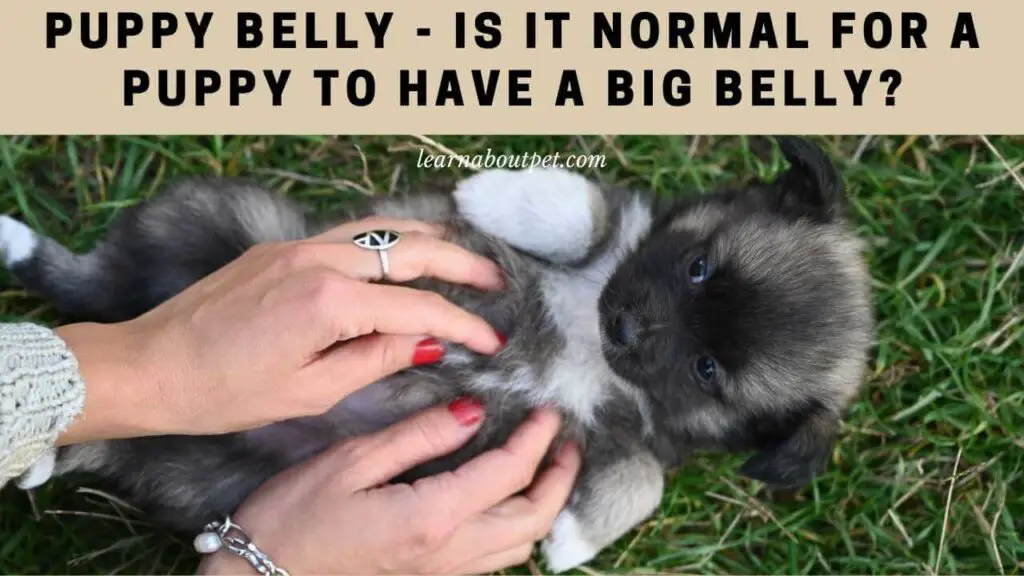 Puppy Belly Is It Normal For A Puppy To Have A Big Belly? 7 Crucial Facts