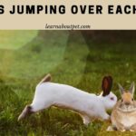 Rabbits Jumping Over Each Other : 4 Clear Reasons For Bunnies Jumping Action