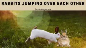 Rabbits jumping over each other