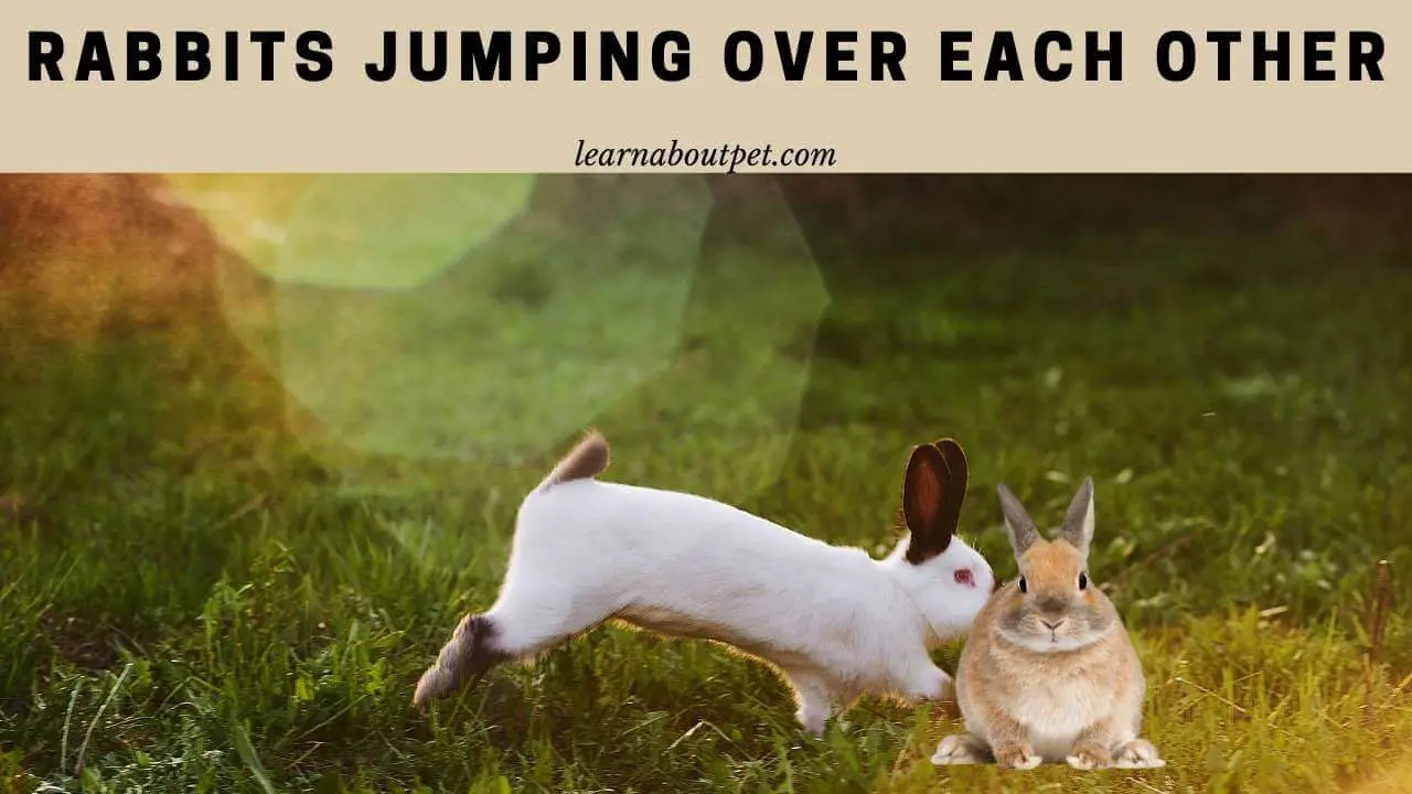 Rabbits jumping over each other