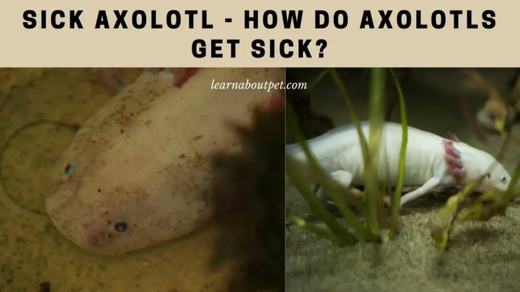 Sick Axolotl 7 Clear Symptoms Of Axolotl Sickness