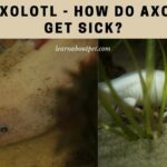Sick Axolotl : 7 Clear Symptoms Of Axolotl Sickness