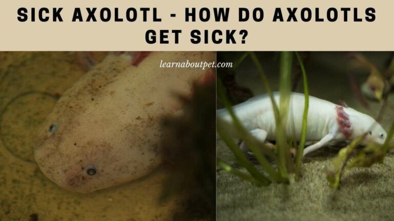 Sick Axolotl : 7 Clear Symptoms Of Axolotl Sickness