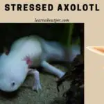 Stressed Axolotl : 4 Clear Axolotl Stress Symptoms
