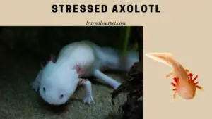 Stressed axolotl