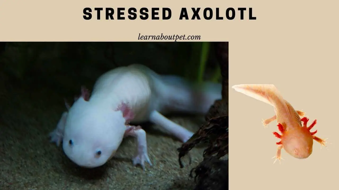 Stressed axolotl
