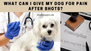 What can i give my dog for pain after shots