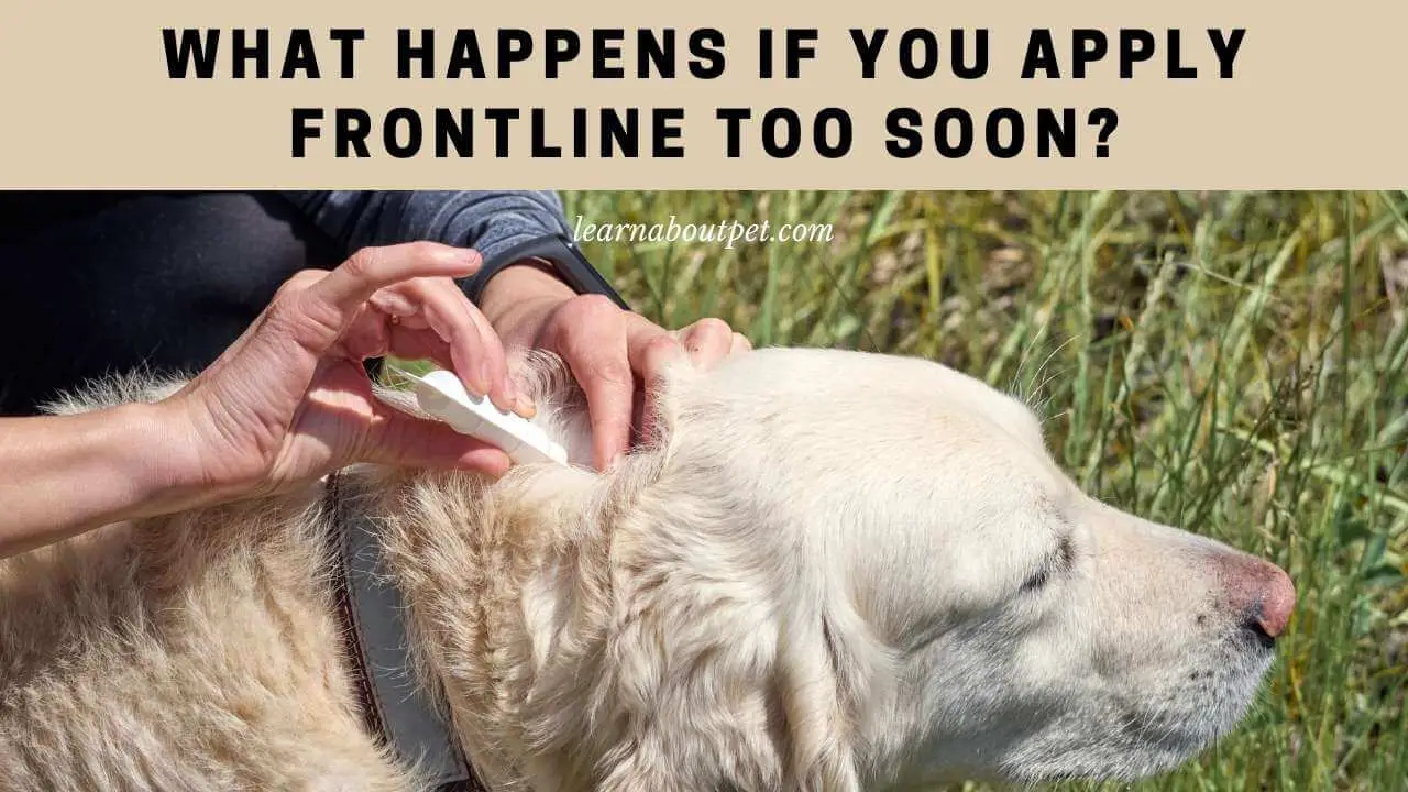 What happens if you apply frontline too soon