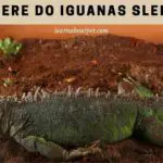 Where Do Iguanas Sleep? 11 Interesting Iguana Sleep Facts
