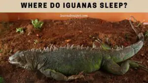 Where do iguanas sleep
