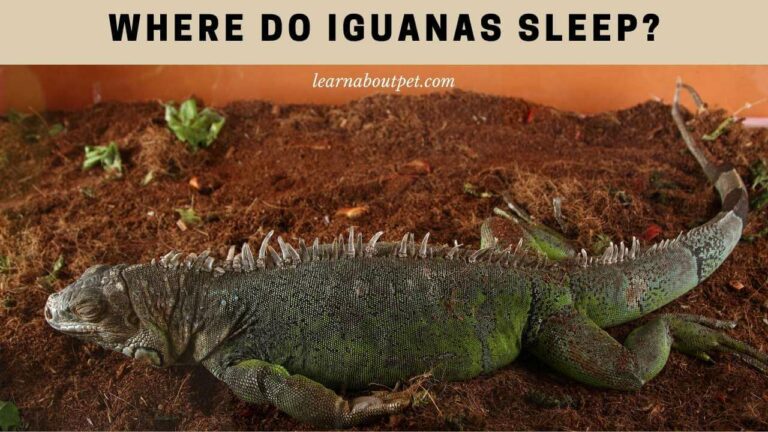 Where Do Iguanas Sleep 768x432 