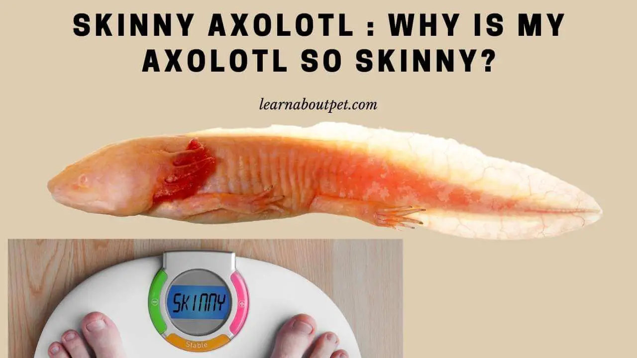 Skinny axolotl