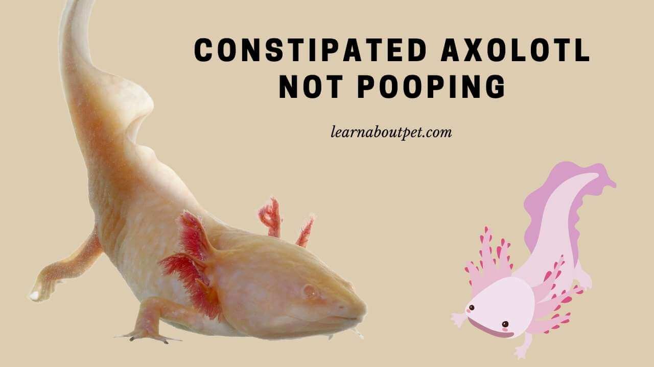 Constipated axolotl not pooping