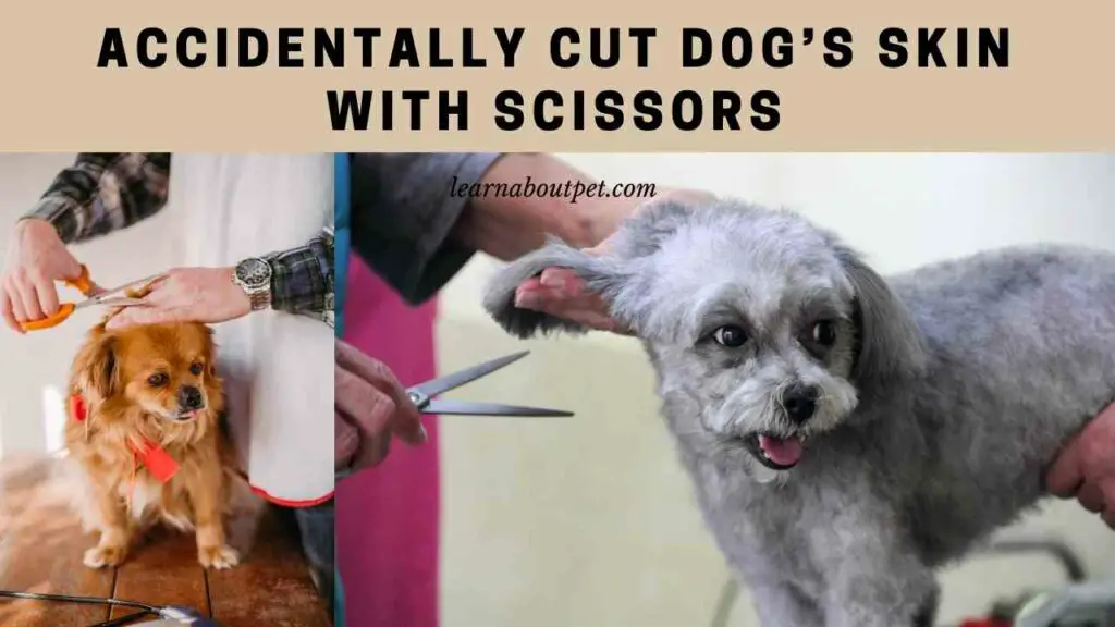 accidentally-cut-dog-s-skin-with-scissors-9-menacing-facts