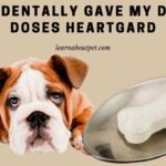 accidentally took apoquel