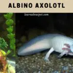 Albino Axolotl : Are Albino Axolotls Rare? 9 Interesting Info