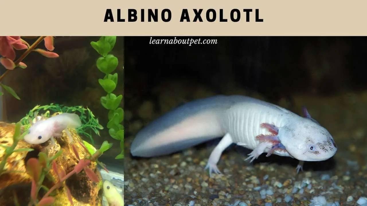 Albino axolotl