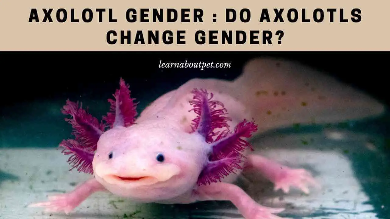 Axolotl gender